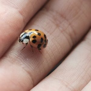 Meet your Posher, Maryam